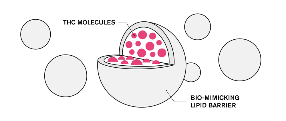 encapsulation-process